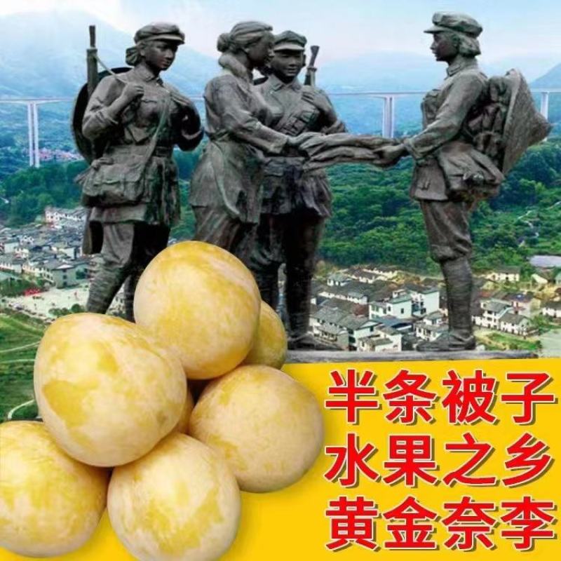 湖南文明半条被子水果之乡黄金奈李一件代发