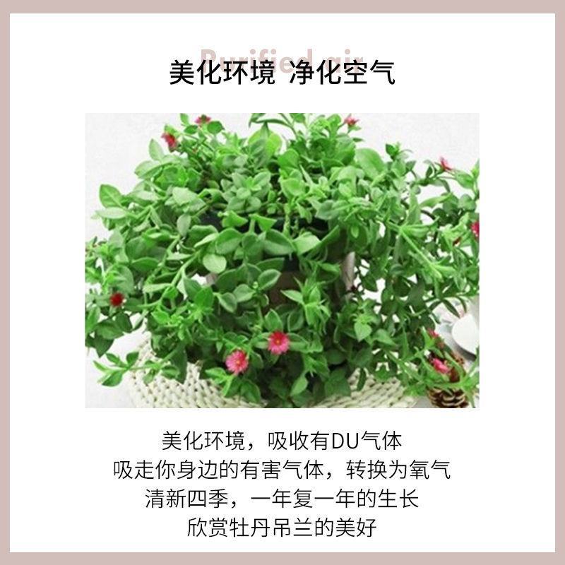 牡丹吊兰四季开花净化空气可以食用多年生垂吊阳台庭院绿植盆