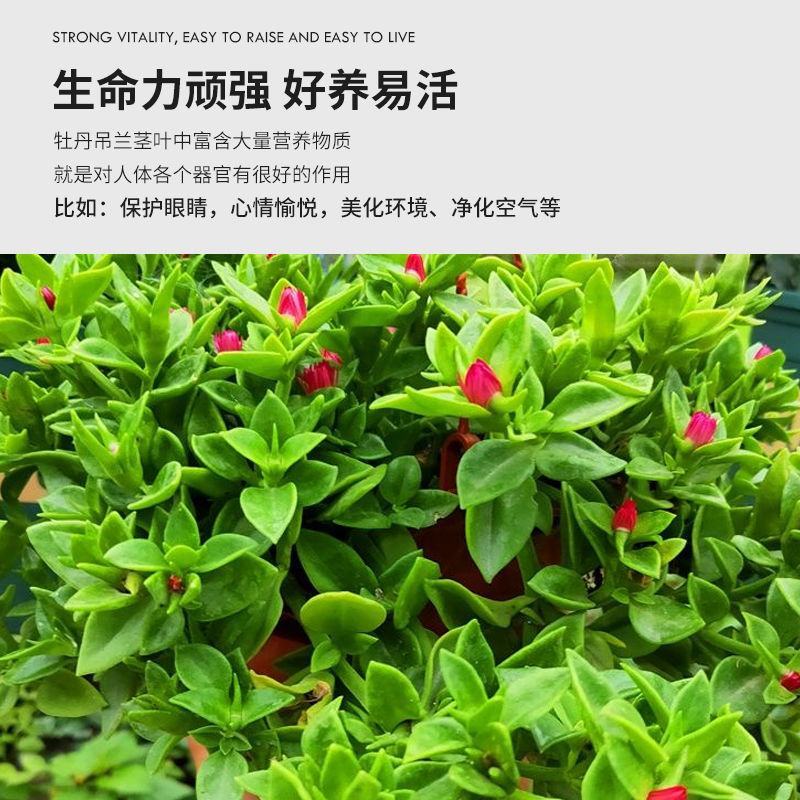 牡丹吊兰四季开花净化空气可以食用多年生垂吊阳台庭院绿植盆
