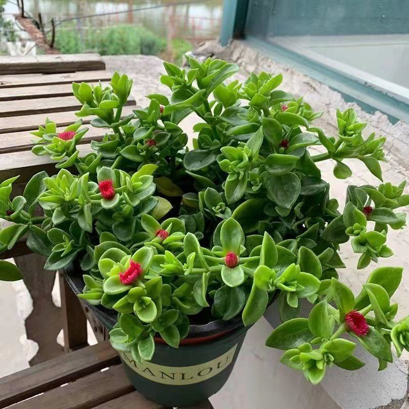 牡丹吊兰四季开花净化空气可以食用多年生垂吊阳台庭院绿植盆