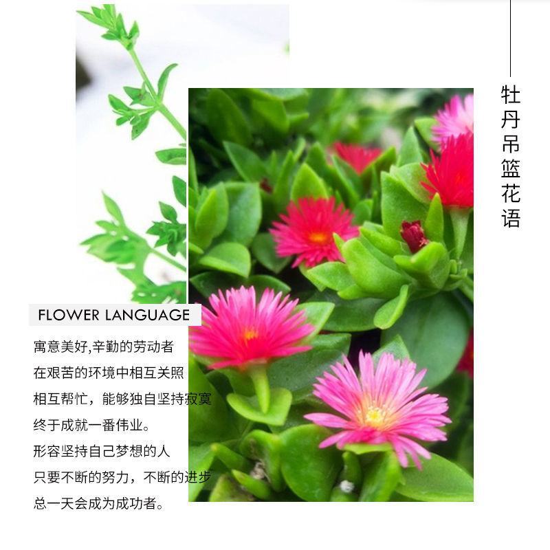 牡丹吊兰四季开花净化空气可以食用多年生垂吊阳台庭院绿植盆