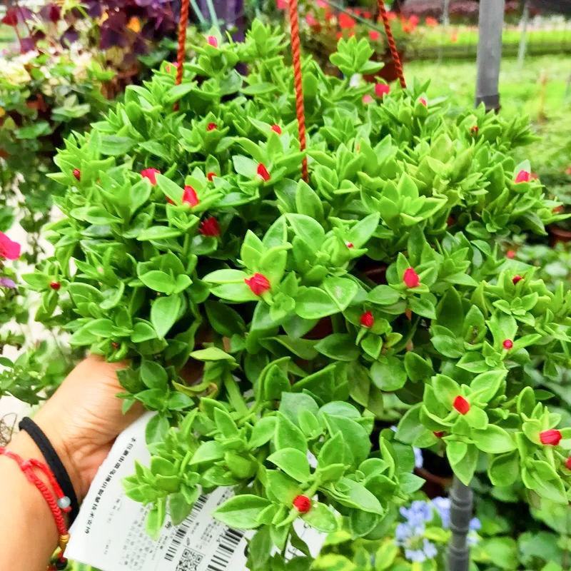牡丹吊兰四季开花净化空气可以食用多年生垂吊阳台庭院绿植盆