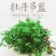 牡丹吊兰四季开花净化空气可以食用多年生垂吊阳台庭院绿植盆