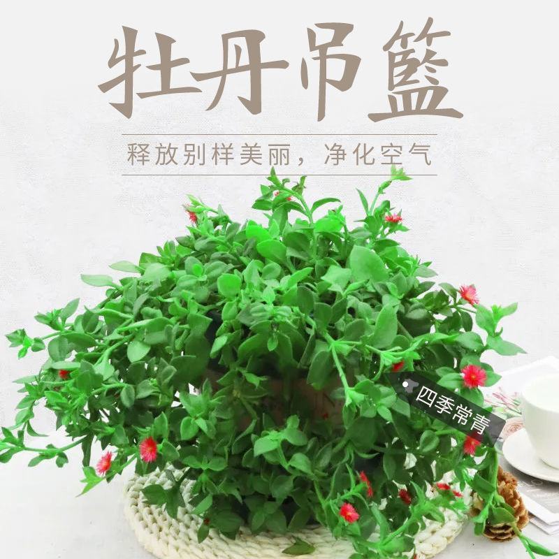 牡丹吊兰四季开花净化空气可以食用多年生垂吊阳台庭院绿植盆