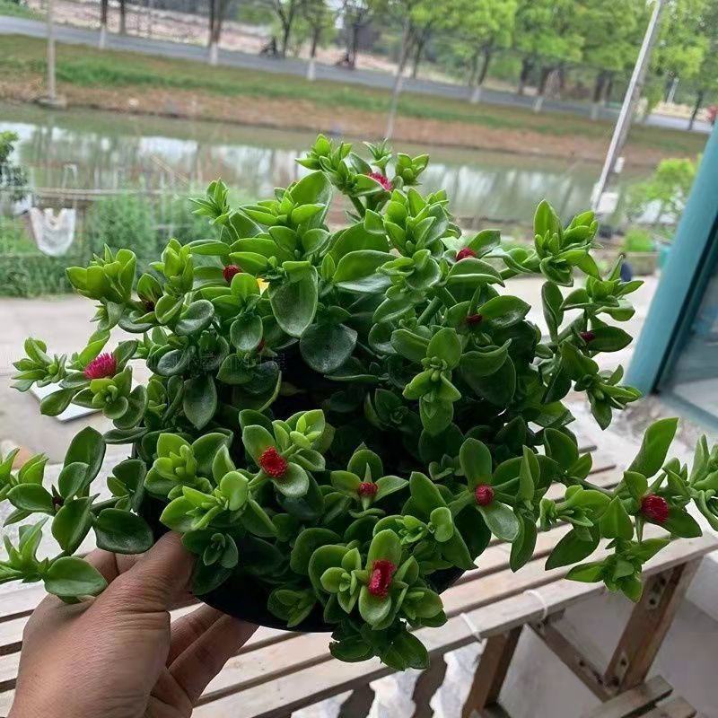 牡丹吊兰四季开花净化空气可以食用多年生垂吊阳台庭院绿植盆