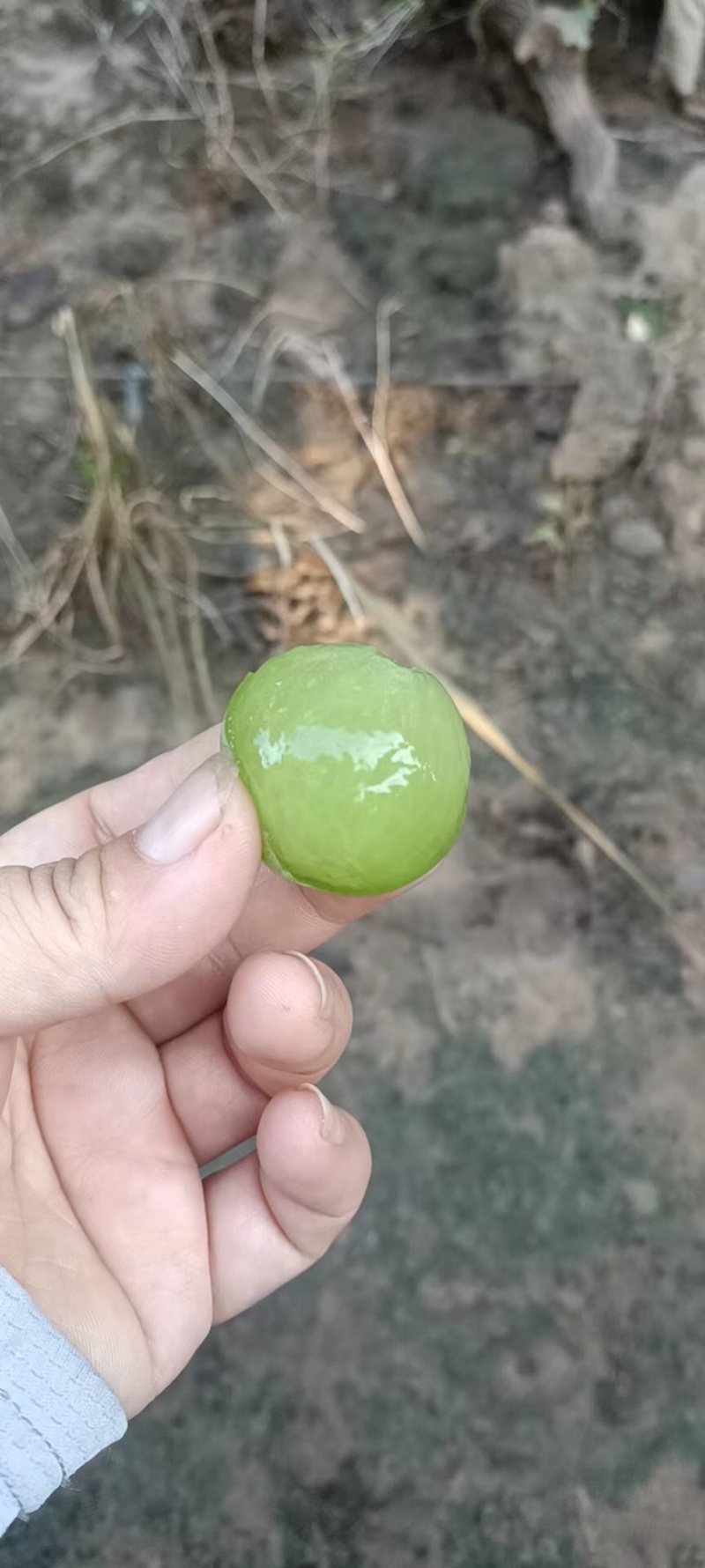 产地直销晋州藤稔青果，罐头厂砖用，实力代办
