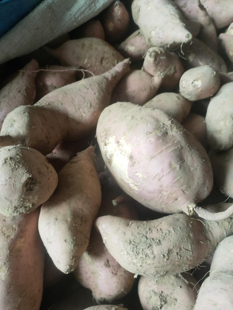 河南红薯济薯26号，现挖现卖，产地代办，品质保证