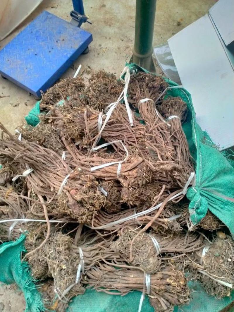 野生蒲公英根。大根，纯根。今年新货。足干。。。。。。。。