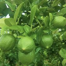 广州白云区帽峰山亚热带种植的香水柠檬一年四季供货，随市场价