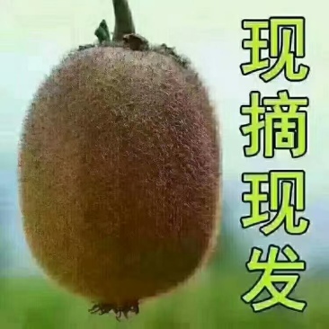 徐香猕猴桃