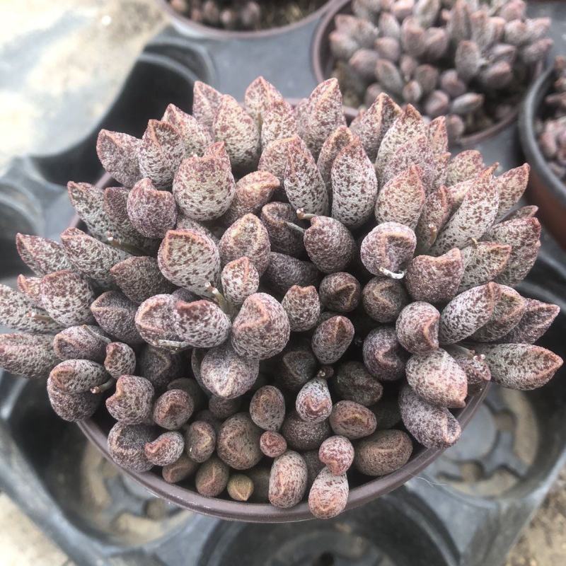 玛丽安水泡窗阳台办公室桌面美趣味小盆栽绿植花卉