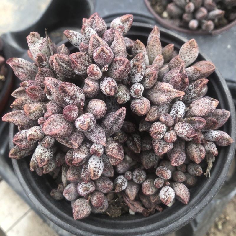 玛丽安水泡窗阳台办公室桌面美趣味小盆栽绿植花卉