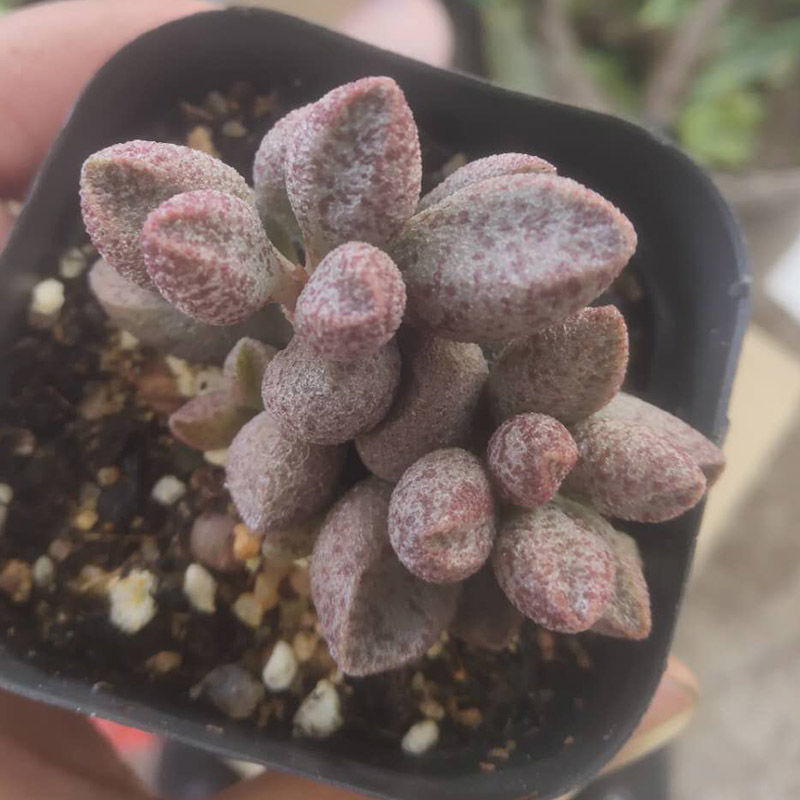 玛丽安水泡窗阳台办公室桌面美趣味小盆栽绿植花卉