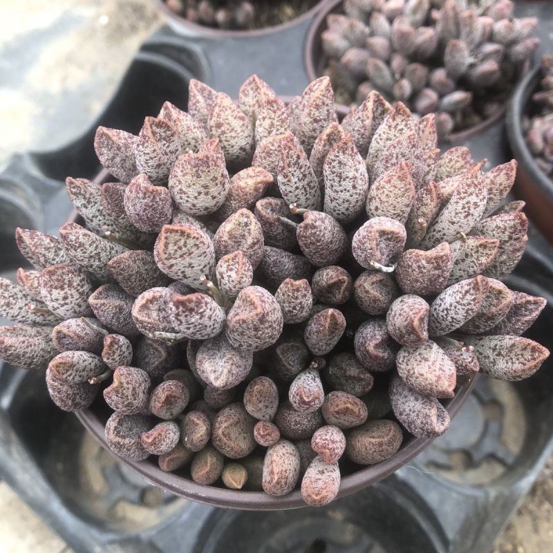 玛丽安水泡窗阳台办公室桌面美趣味小盆栽绿植花卉