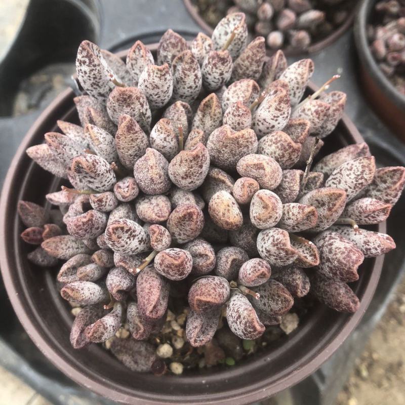 玛丽安水泡窗阳台办公室桌面美趣味小盆栽绿植花卉