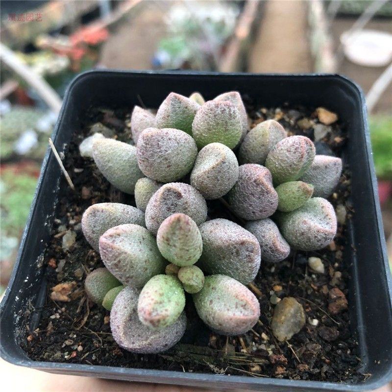 玛丽安水泡窗阳台办公室桌面美趣味小盆栽绿植花卉