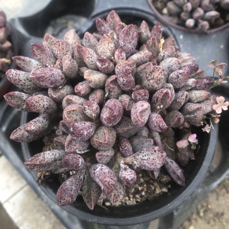 玛丽安水泡窗阳台办公室桌面美趣味小盆栽绿植花卉