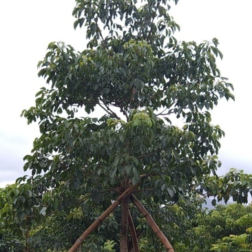 秋枫