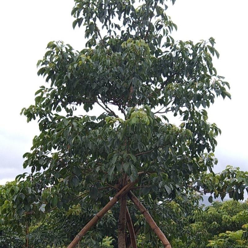 秋枫