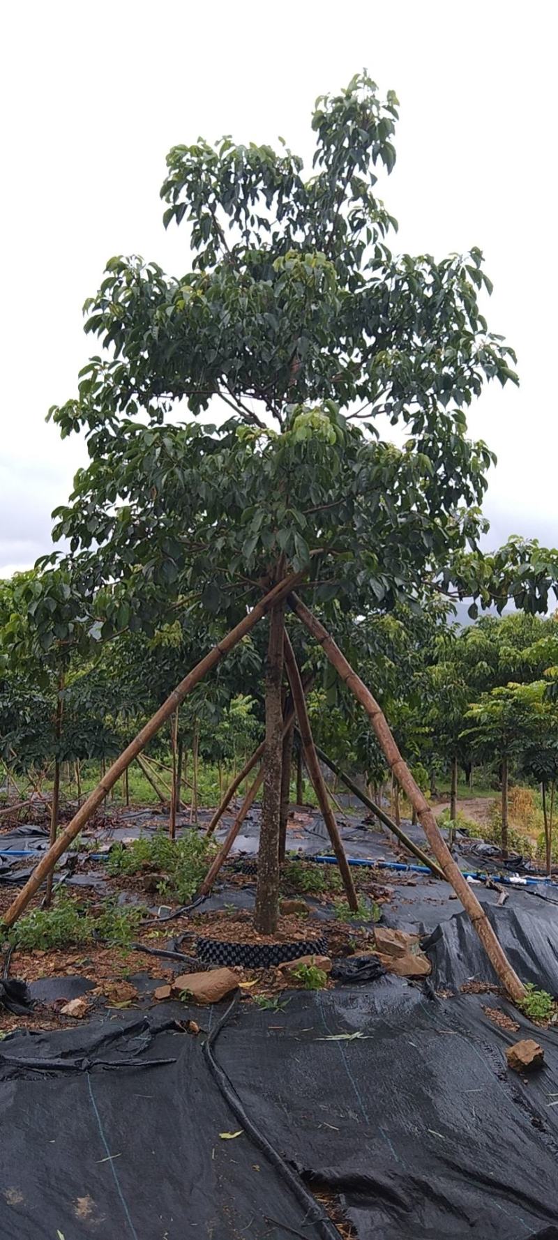 秋枫