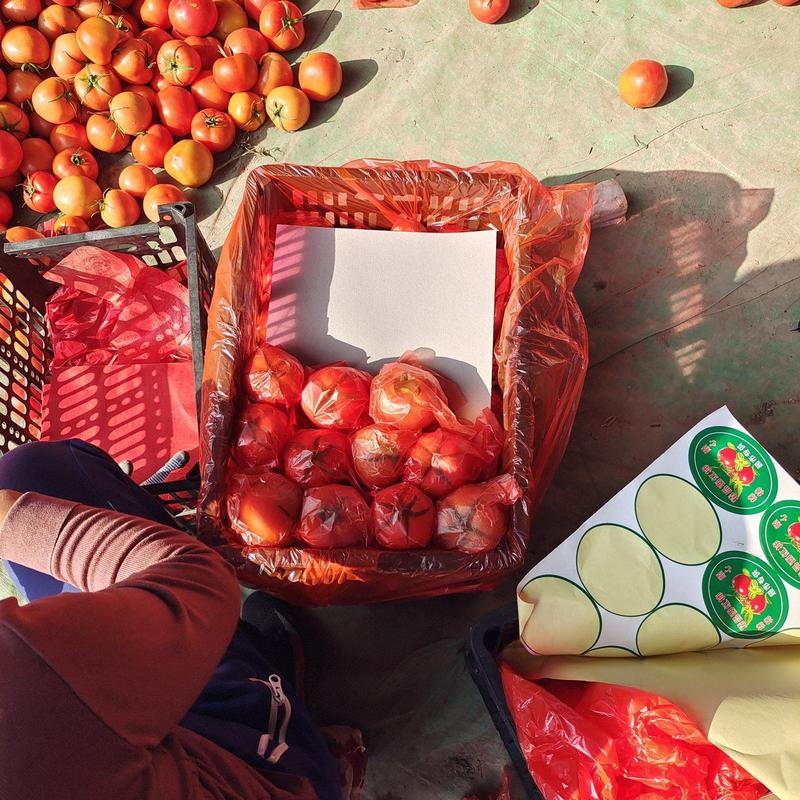 大红西红柿，可对接商超，货品充足，一手货源包装齐全