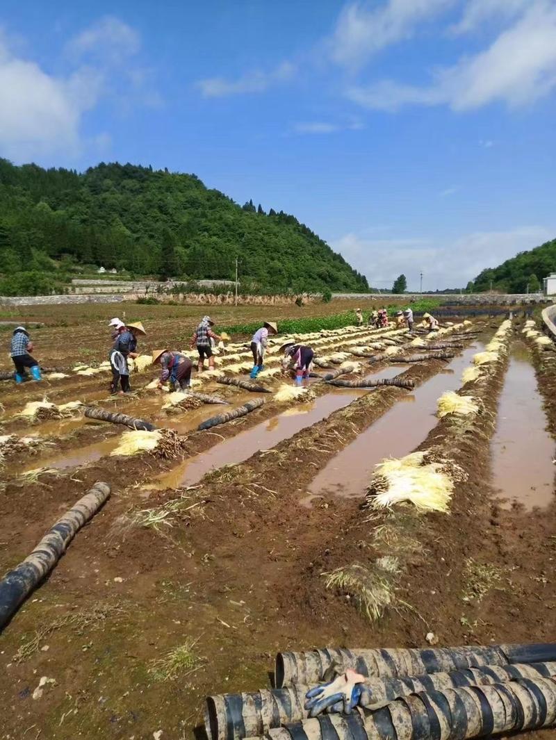 贵州千亩韭黄种植户常年供货不断保质保量