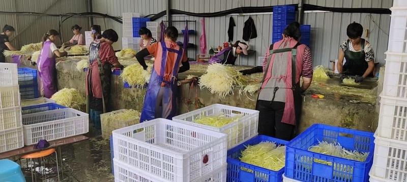 贵州千亩韭黄种植户常年供货不断保质保量