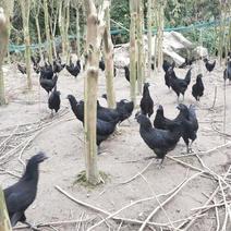 农家小院纯粮食散养五黑鸡