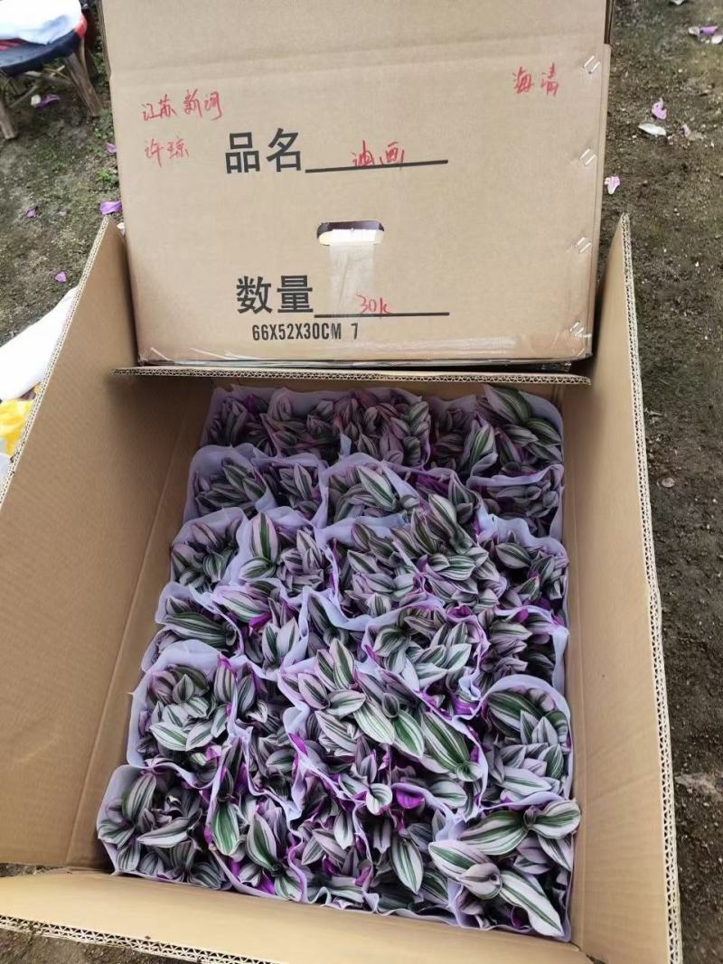 油画婚礼吊兰大颗多肉锦紫露兰桌面盆栽花卉植物室内阳台水培