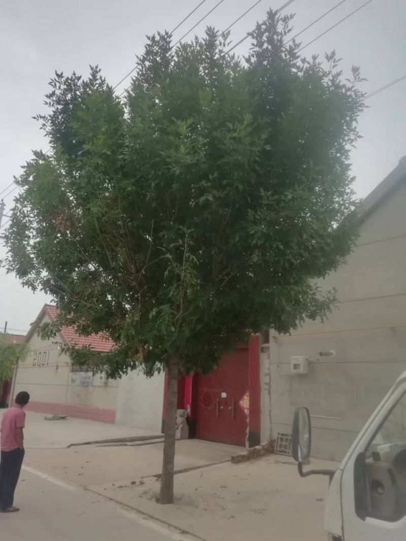 绿化苗木