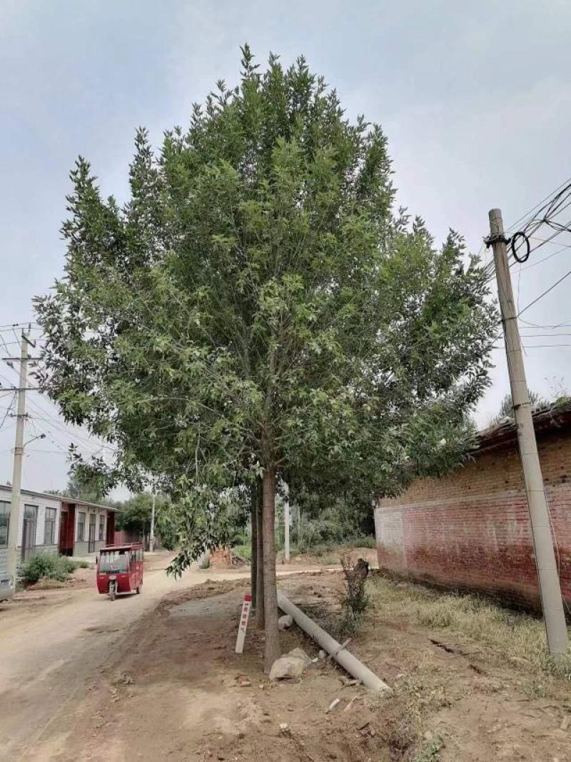 绿化苗木