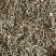 中药材：木贼草、木贼、锉草、笔头草、笔筒草、节骨草