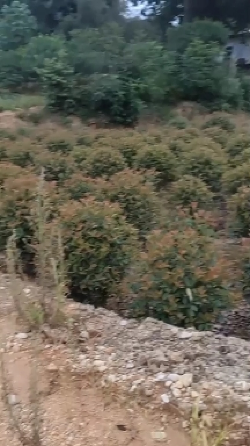 红叶石楠球，绿化苗木地苗