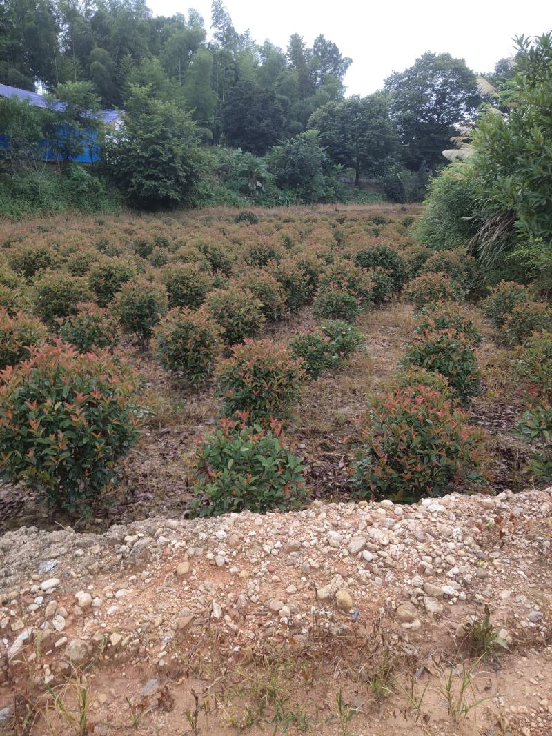红叶石楠球，绿化苗木地苗