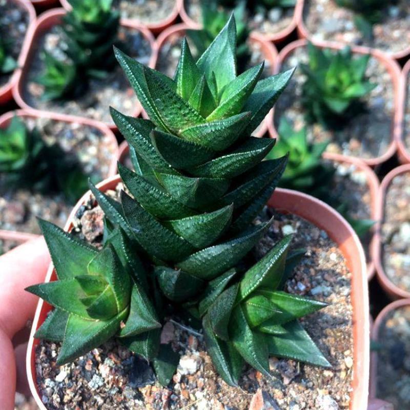 龙爪多肉植物硬叶十二卷属肉肉花卉仙人球稀有品种盆栽室内