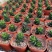 龙爪多肉植物硬叶十二卷属肉肉花卉仙人球稀有品种盆栽室内