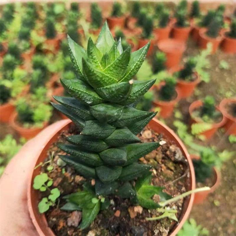龙爪多肉植物硬叶十二卷属肉肉花卉仙人球稀有品种盆栽室内