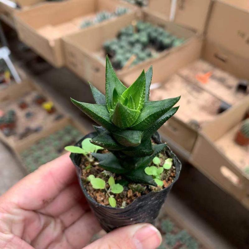 龙爪多肉植物硬叶十二卷属肉肉花卉仙人球稀有品种盆栽室内