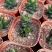 龙爪多肉植物硬叶十二卷属肉肉花卉仙人球稀有品种盆栽室内