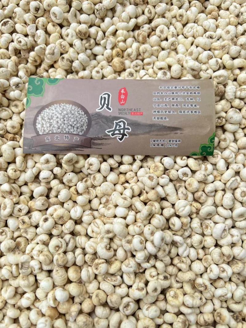 【贝母】长白山贝母林下平贝母贝母粉现货包邮