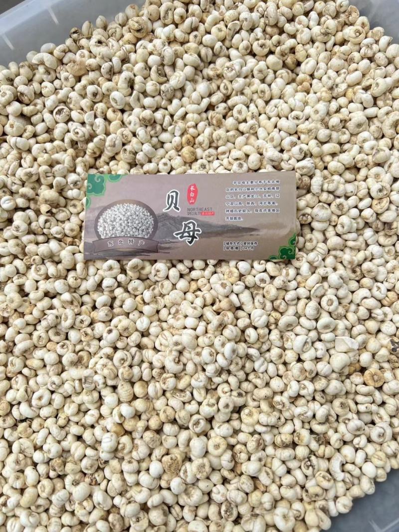 【贝母】长白山贝母林下平贝母贝母粉现货包邮