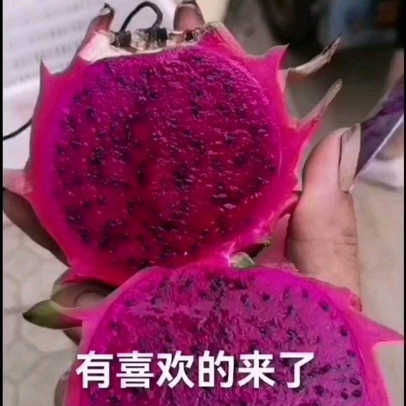 云南省红河州石屏县，大桥基红心火龙果，小果，花果，工厂果