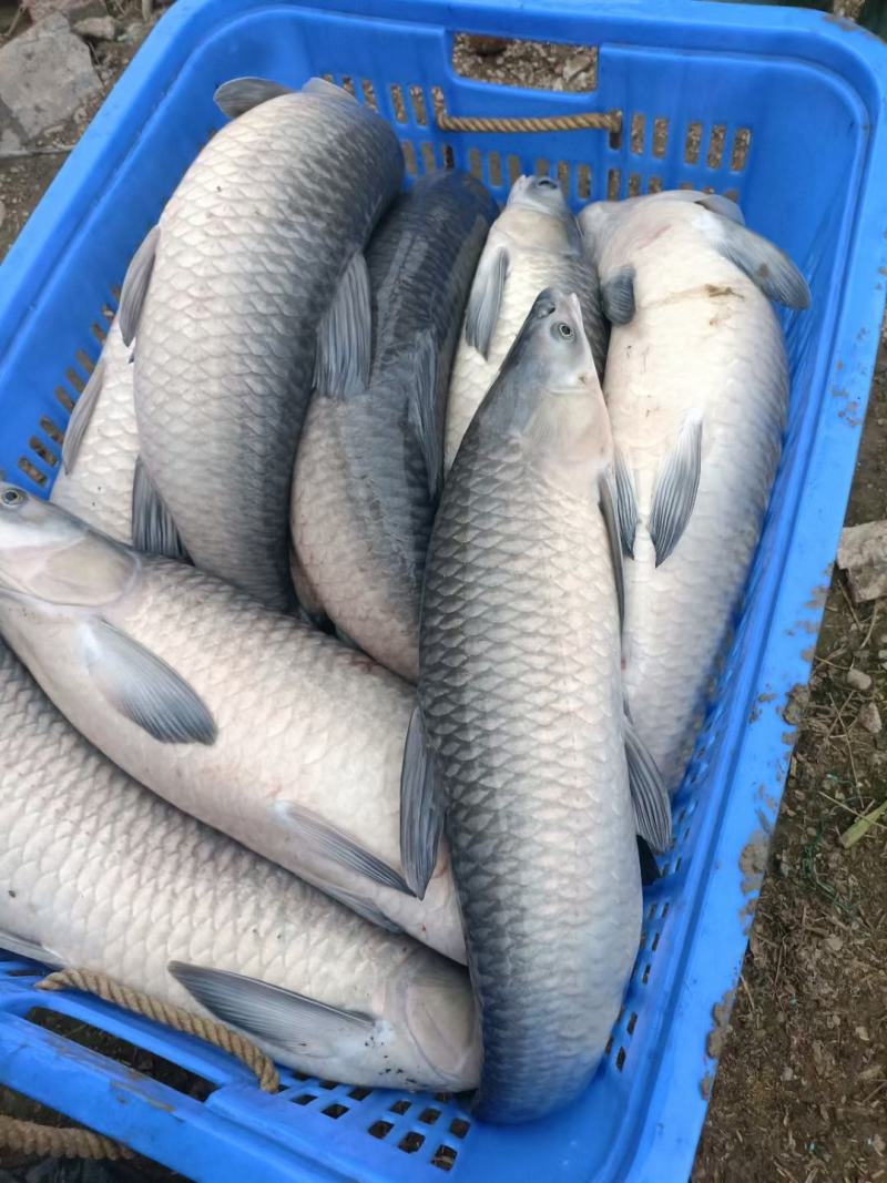 青鱼