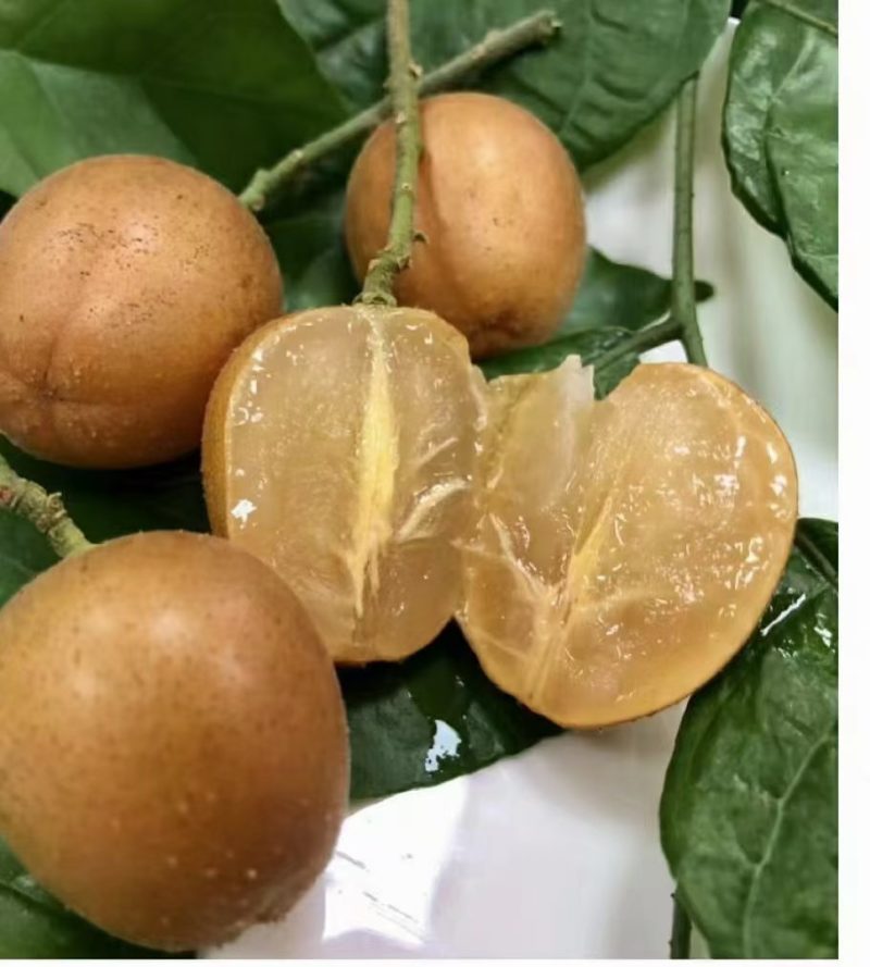 中华名果，优质无核黄皮