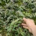 铁皮石斛
