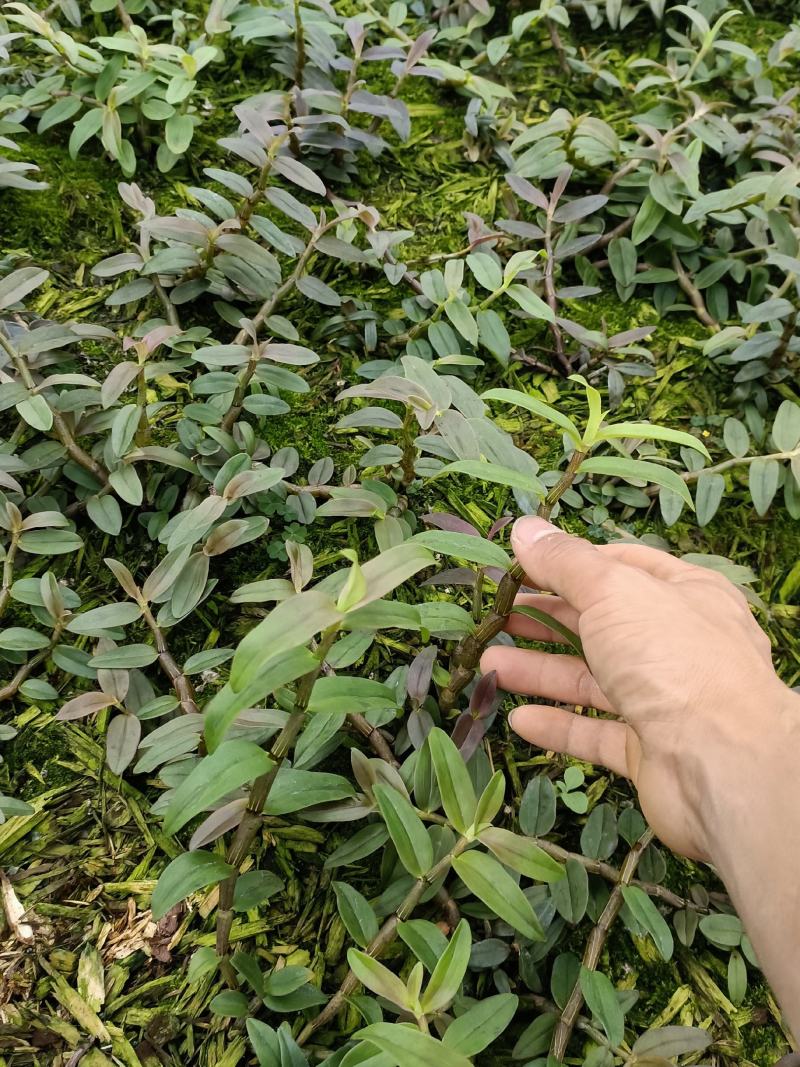 铁皮石斛