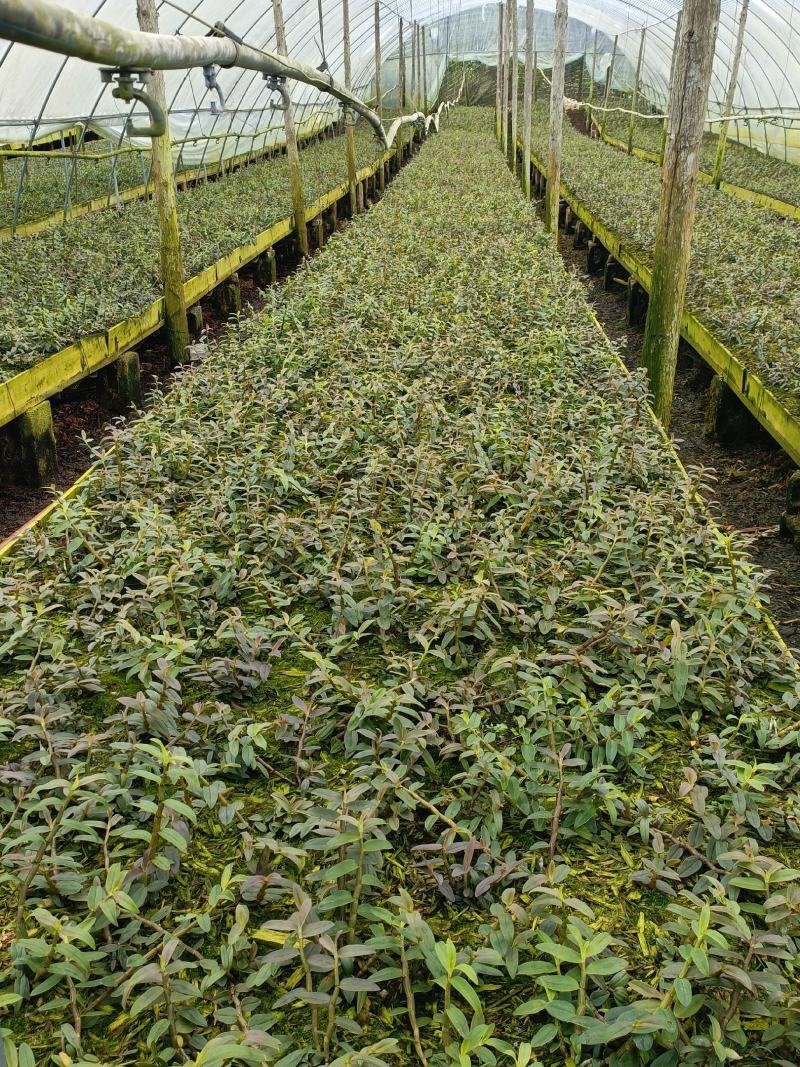 铁皮石斛