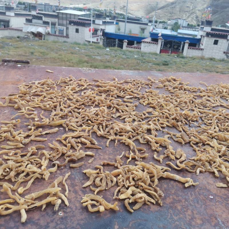 野生黄精鲜货，干货，九制成品量大从优对接全国