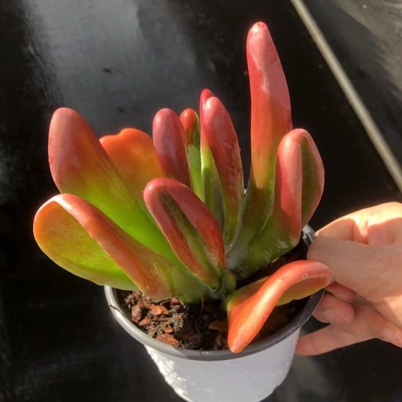 火狐狸多肉植物老桩稀有多肉办公室桌面巨大多肉贵货绿植花卉