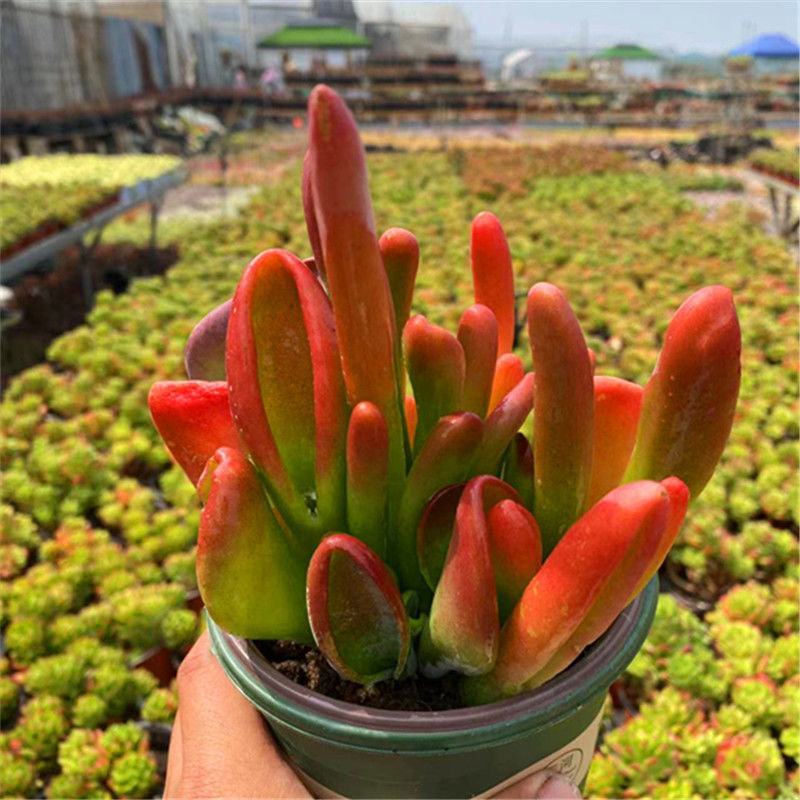 火狐狸多肉植物老桩稀有多肉办公室桌面巨大多肉贵货绿植花卉